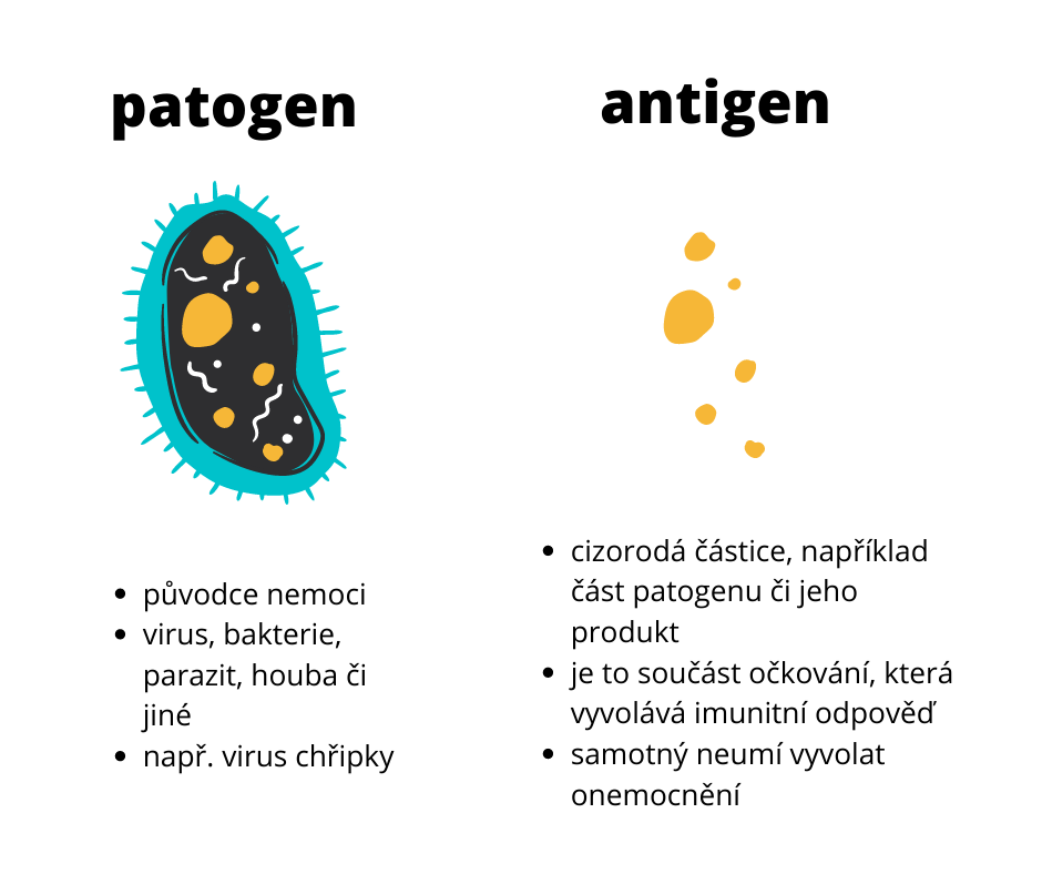 Infografika popisující cytokiny - patogeny a antigeny.