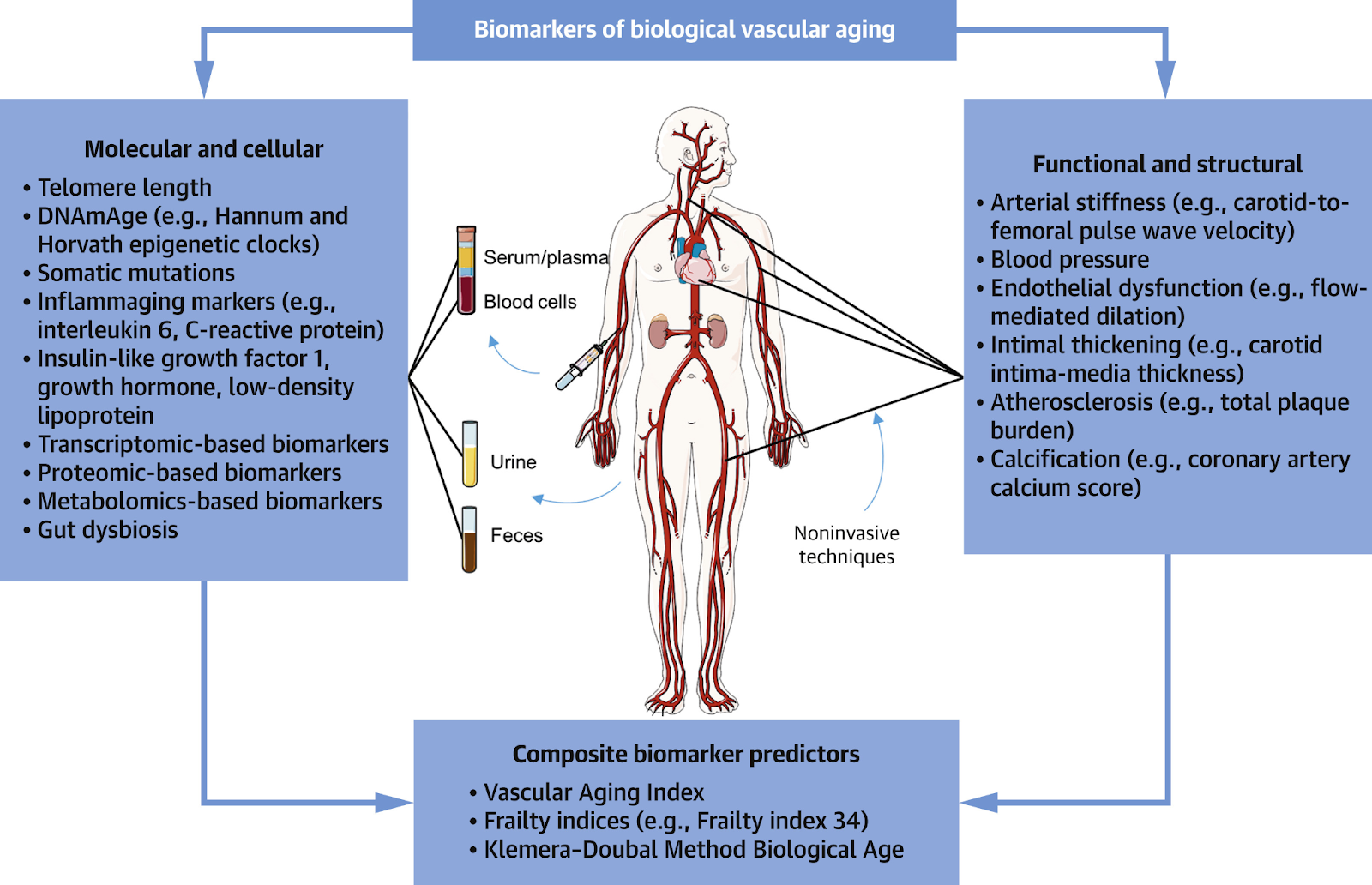 Biological Aging,aging,Chromosomes,epigenetics,Mitochondria,Mitochondrial Health,Senescence,Vascular Health