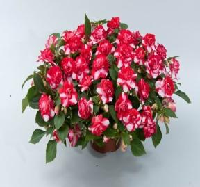 Image result for impatiens musica bicolor dark red