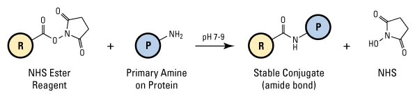Polymer bioconjugation to surfaces typically utilize EDC and NHS to react with a primary amine on the protein to form a stable conjugate.