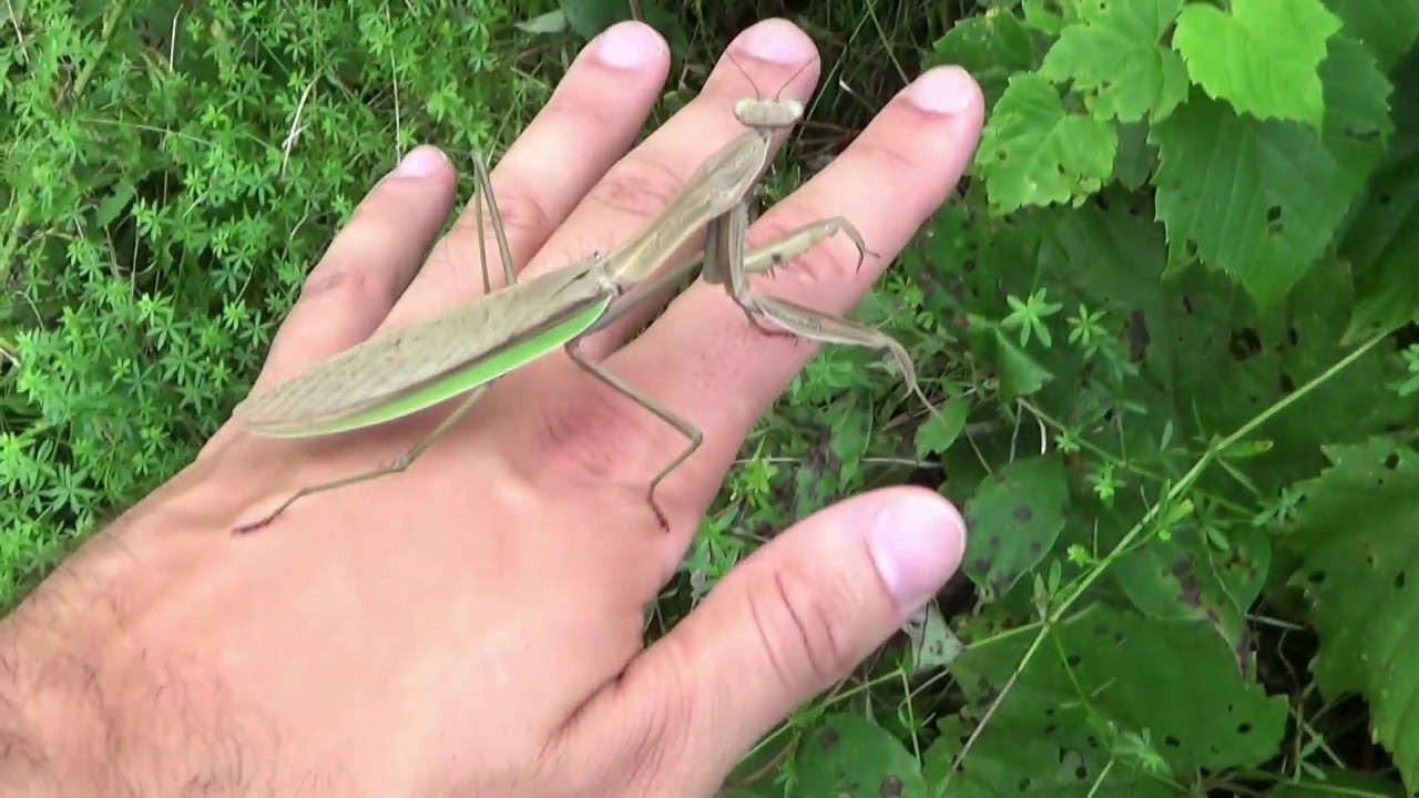 Do Praying Mantises Bite Humans