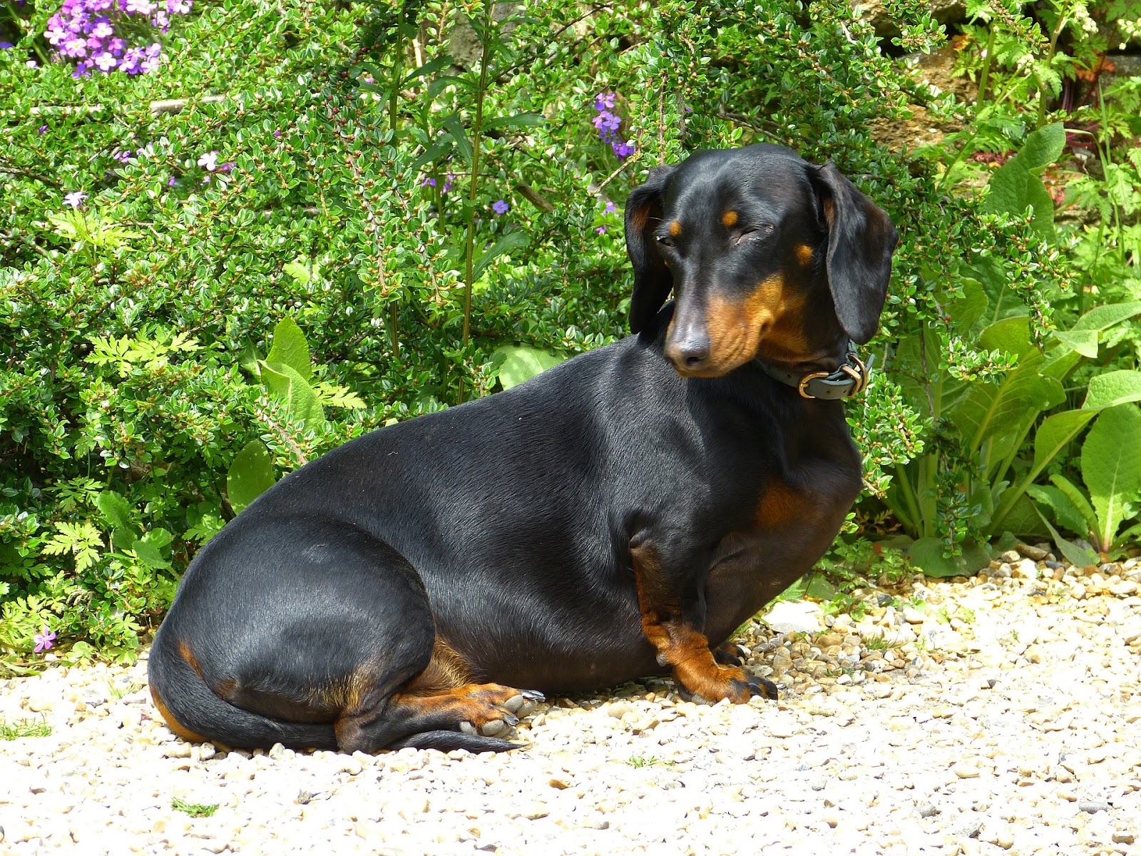 Qual a raça de cachorro mais fiel do mundo?
