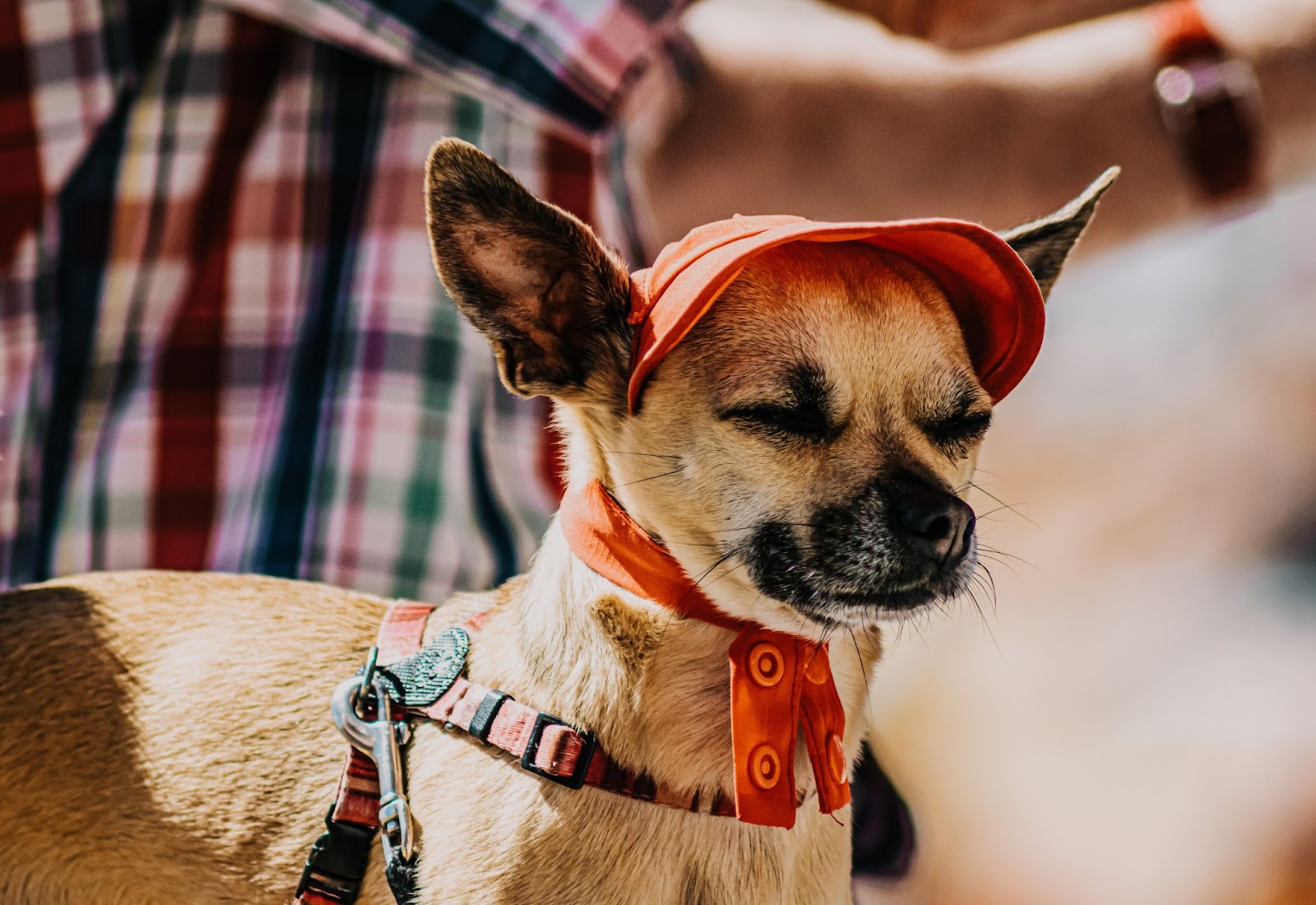 a golden chihuahua wearing a red dog hat with ears poking out