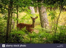 Deer In Forest High Resolution Stock Photography and Images - Alamy