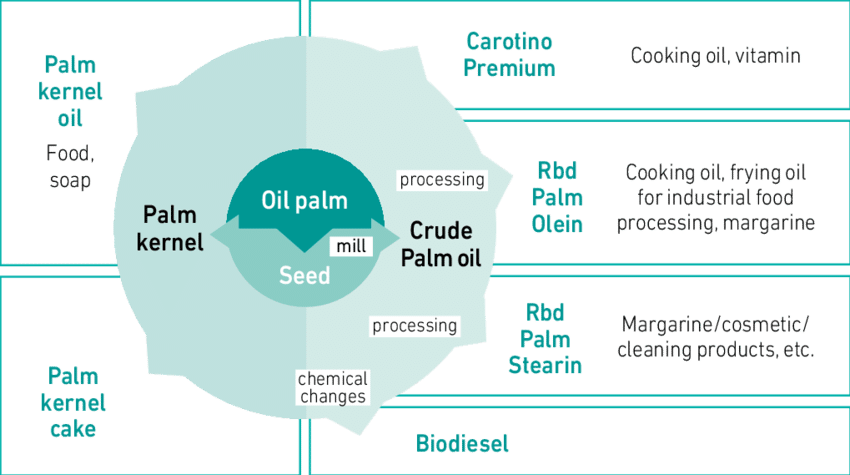 Multiple uses of oil palm as an oilseed crop | Download Scientific Diagram