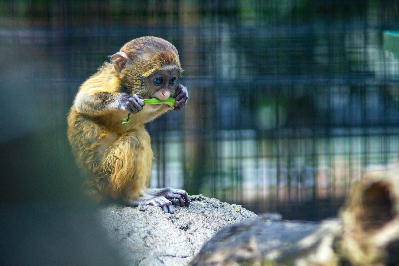 Une image contenant mammifère, hominoïde, petit, assis

Description générée automatiquement