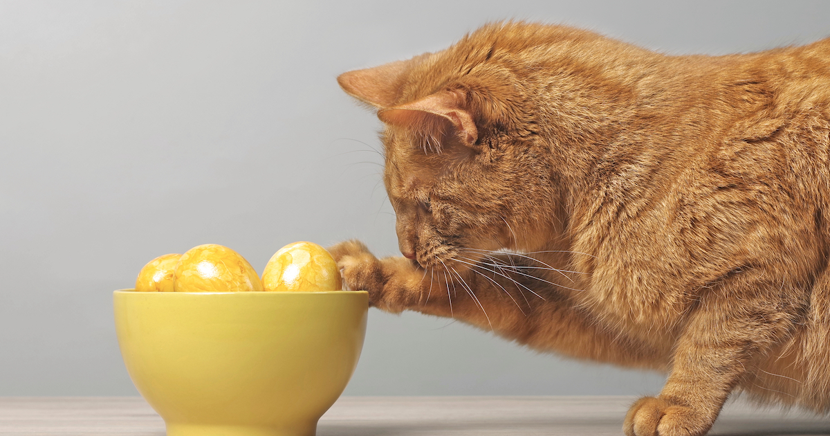 cat checking eggs at Easter time