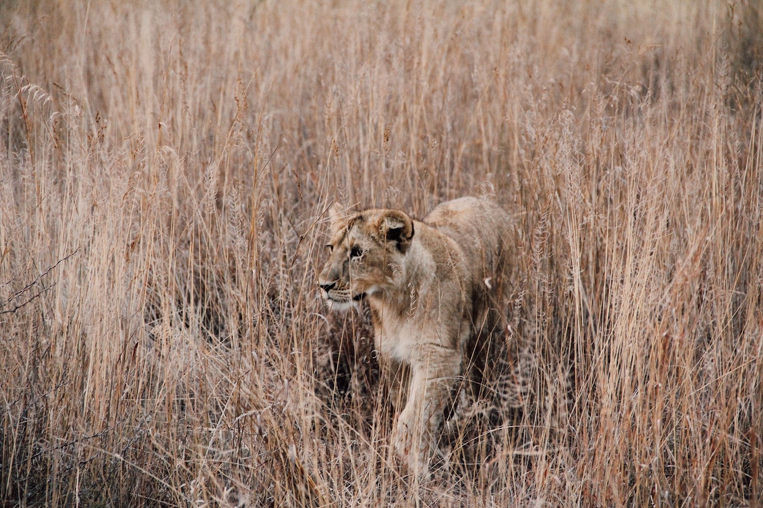 Safari de leones en una caminata de leones 