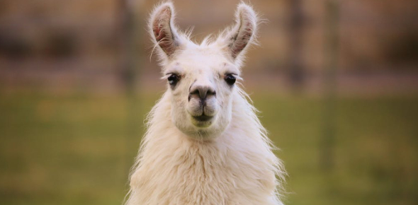 an alpaca looking directly at you