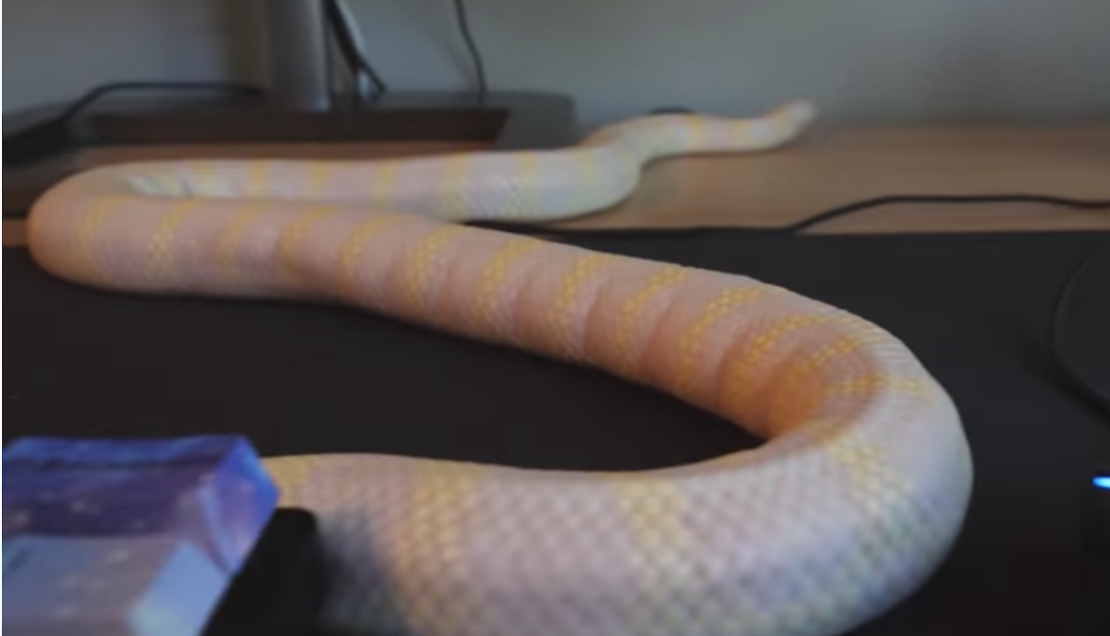 Albino kingsnake with obesity