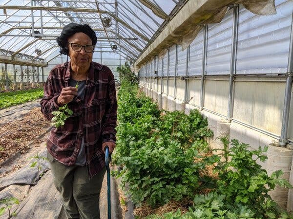 Ira Wallace stands in a greenhouse filled with plants, holding a stem with several leaves on it. She has short, dark hair and is wearing a dark plaid shirt, dark khaki pants and black-rimmed glasses.