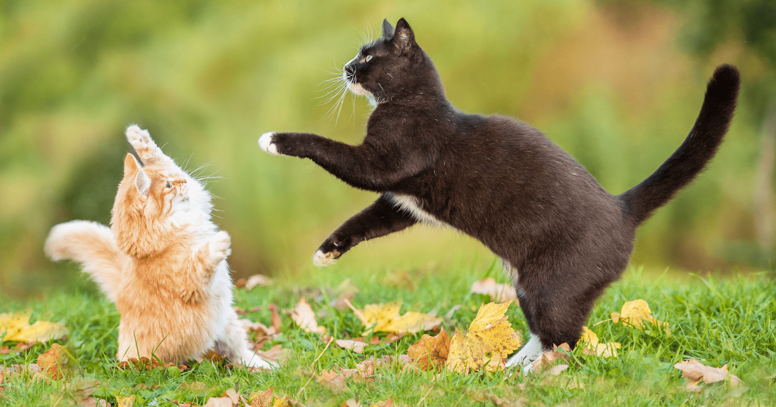 black cat and ginger kitten playing outside