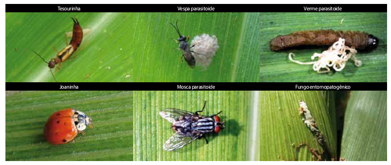 MIP e os principais inimigos naturais de pragas da cultura do milho