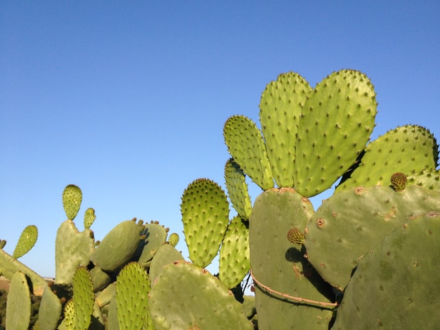 5 Tips for Creating a Drought-Tolerant Yard