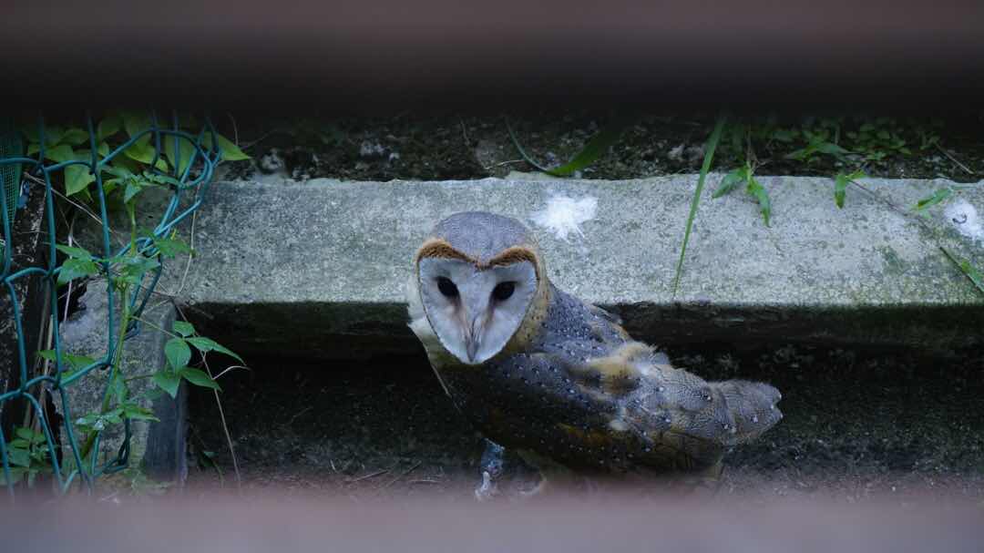 barn owl Malaysia