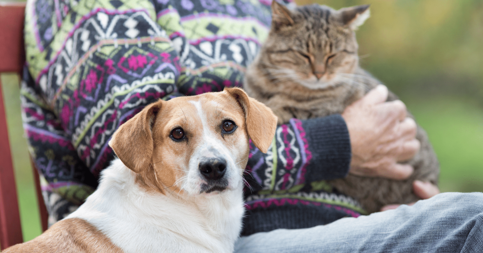 Person sitting on outdoor bench with cat on lap and dog by their side