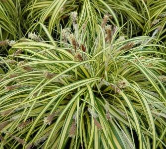 Carex morrowii