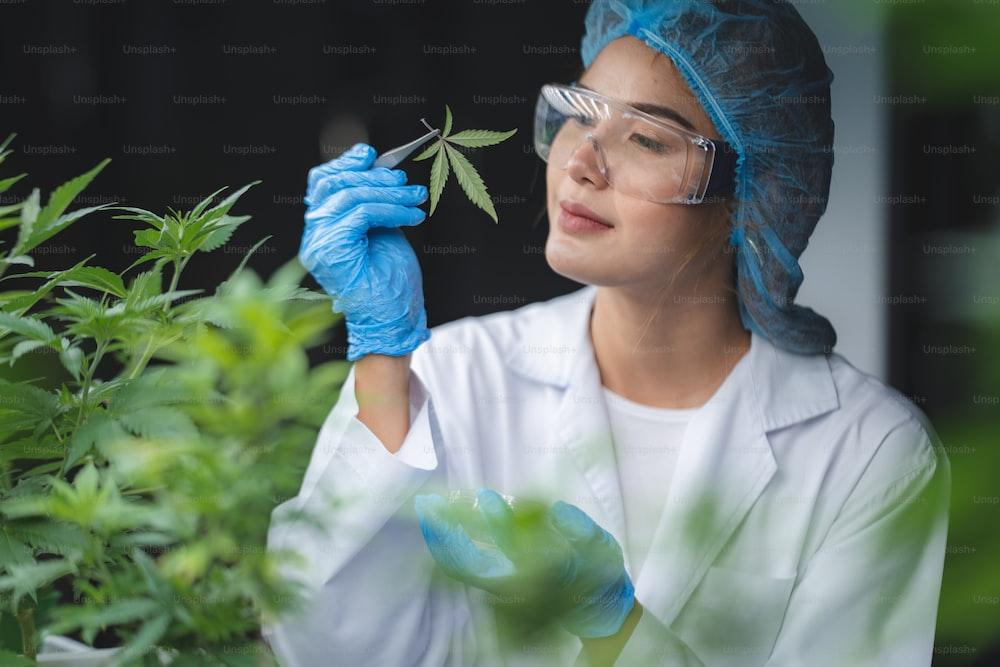 herb cultivation research scientist checking growth data of cannabis leaf or ganja plant in agriculture farm of cannabis hemp medicine for using in medical science to making natural herbal health drug