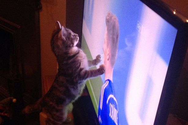 Cat watching football on tv. Image by Johnny Goldsmith, owner.