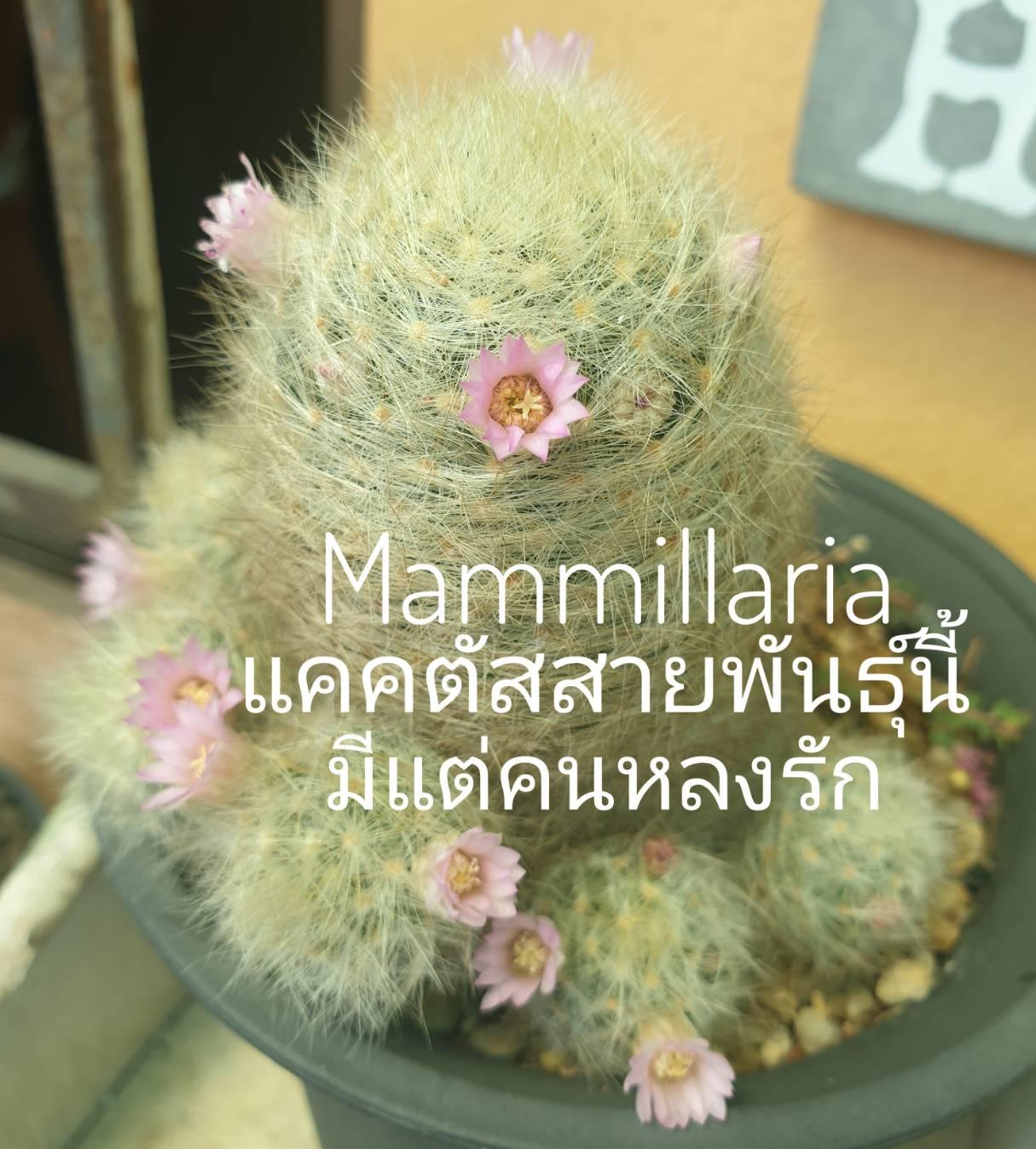 Mammillaria แคคตัสสายพันธุ์นี้ มีแต่คนหลงรัก 02
