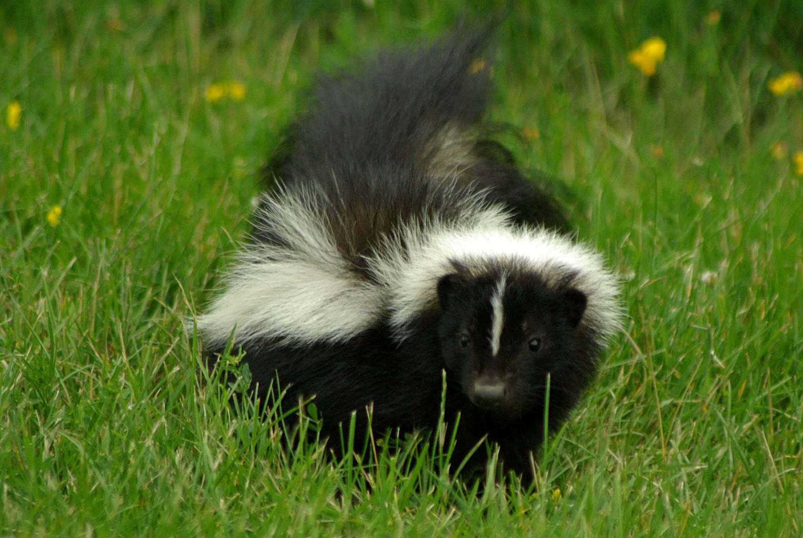 Skunks