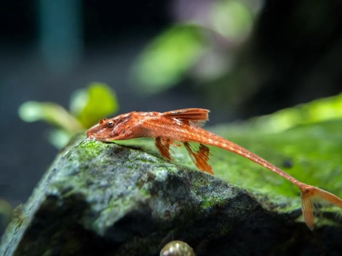 whiptail catfish algae eater