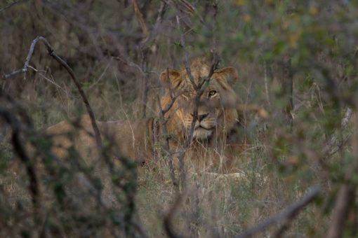 Animais selvagens da África do Sul -Leão mais velho atrás de uma árvore.