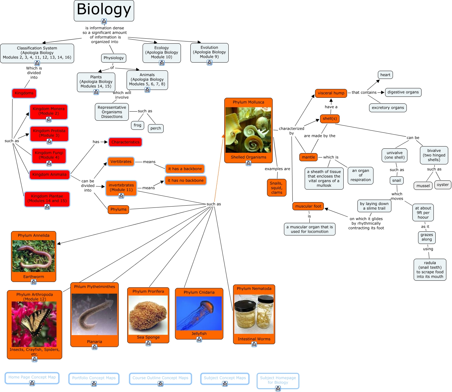 Phylum Molluska.jpeg