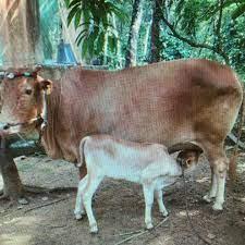 Vechur cow with a cross-bred cow.