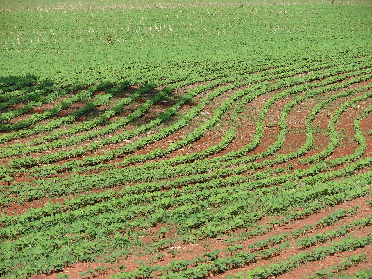 Practica control de malezas en soja