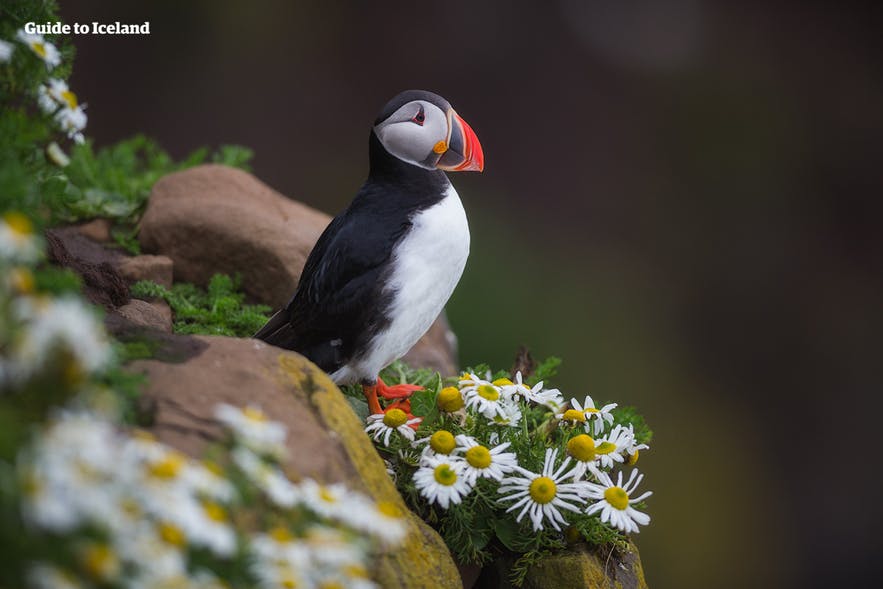 Westfjords is a home of many birds species such as Puffins