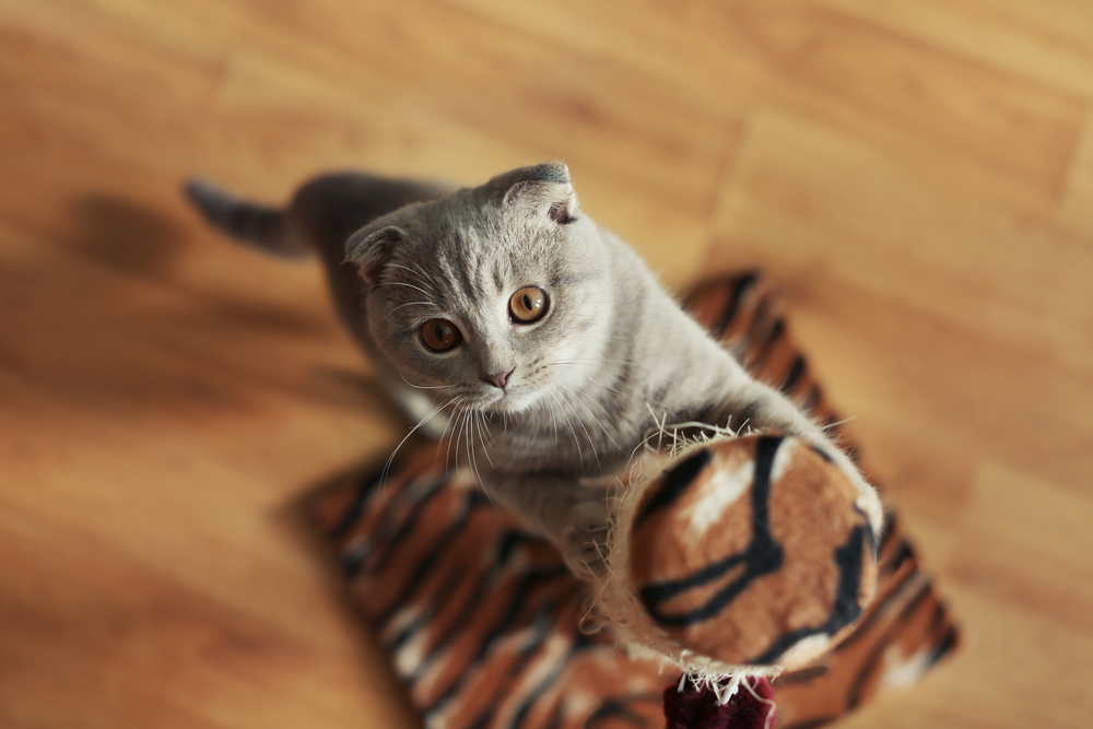 Kitten Scratching Scratching Post