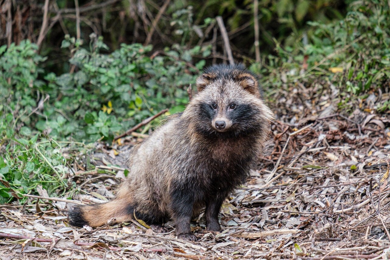 Raccoon Dog