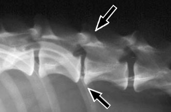 Lateral and ventrodorsal spine radiographs of a dog with type I disc herniation at L1 - 2