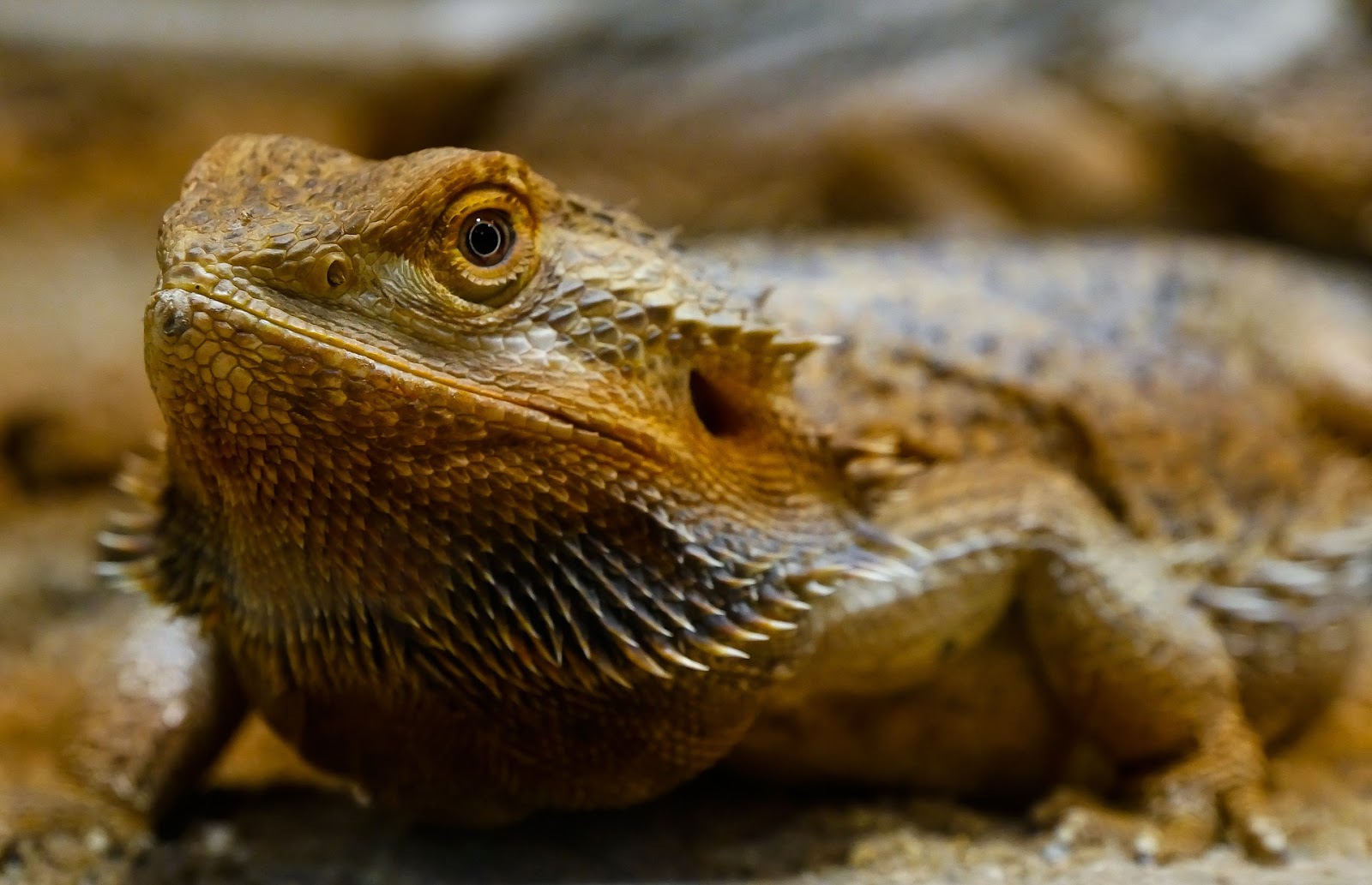 Bearded dragon