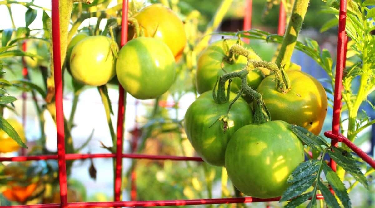 Benefits of Using a String Trellis for Tomatoes
