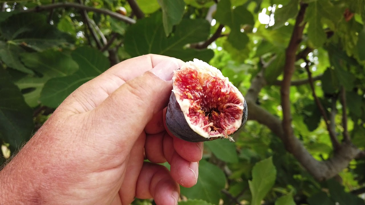 person holding sliced fig fruit