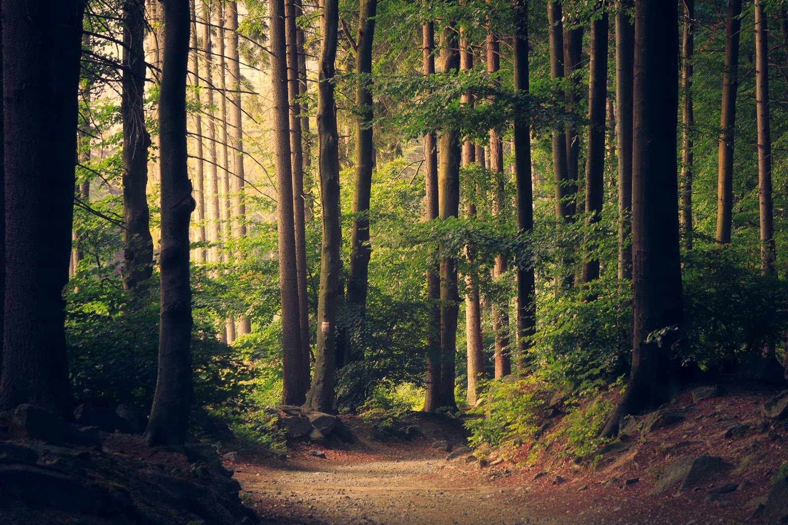 Sunlight shining in on a serene redwood forest. Photo by luka migiel-