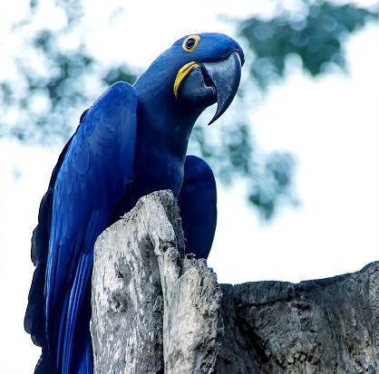 image of the Spix’s macaw