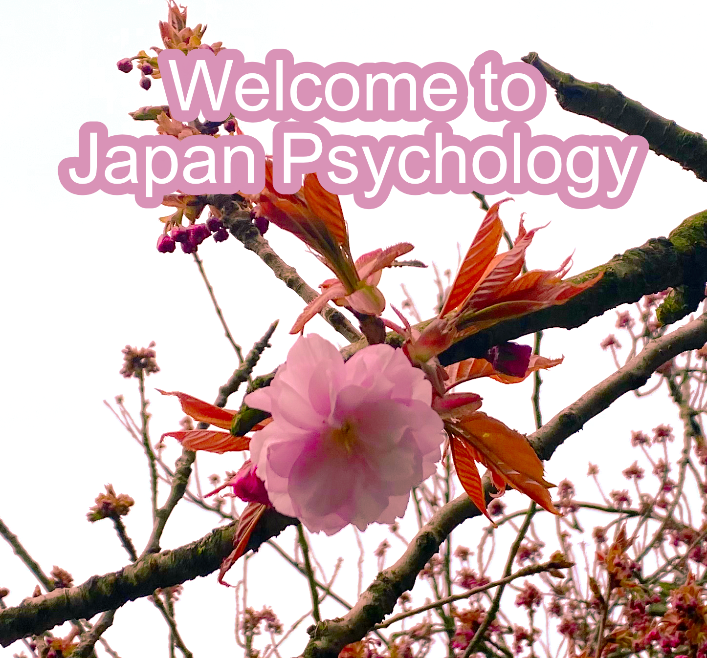 psychology phd in japan