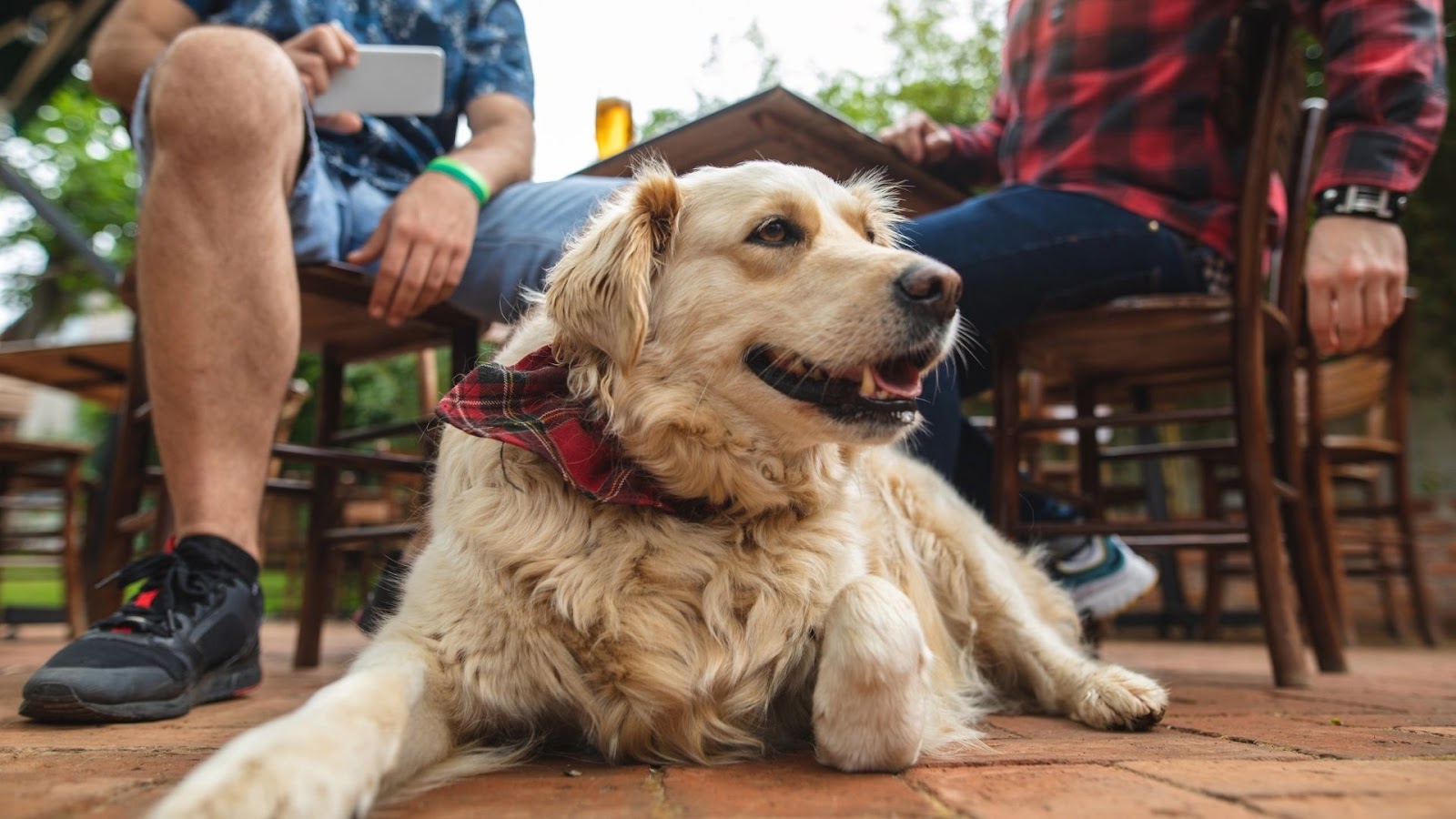 Golden retreiver laying down on a brick patio in front of a wooden table and chairs with a man in a short-sleeve dress shirt and another in a long-sleeve red plaid flannel shirt