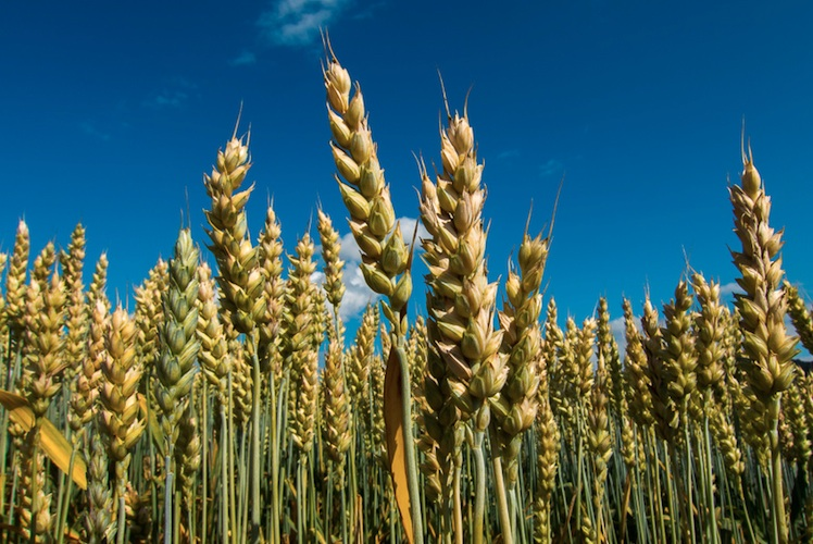 Crop rotation increases crop yields