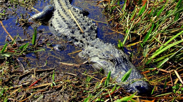 A grown alligator sits half submerged in the Wild Florida everglades