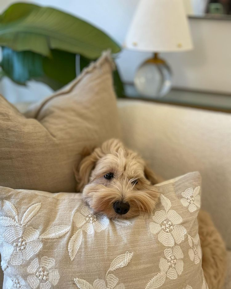 Cooper, an Australian Labradoodle dog