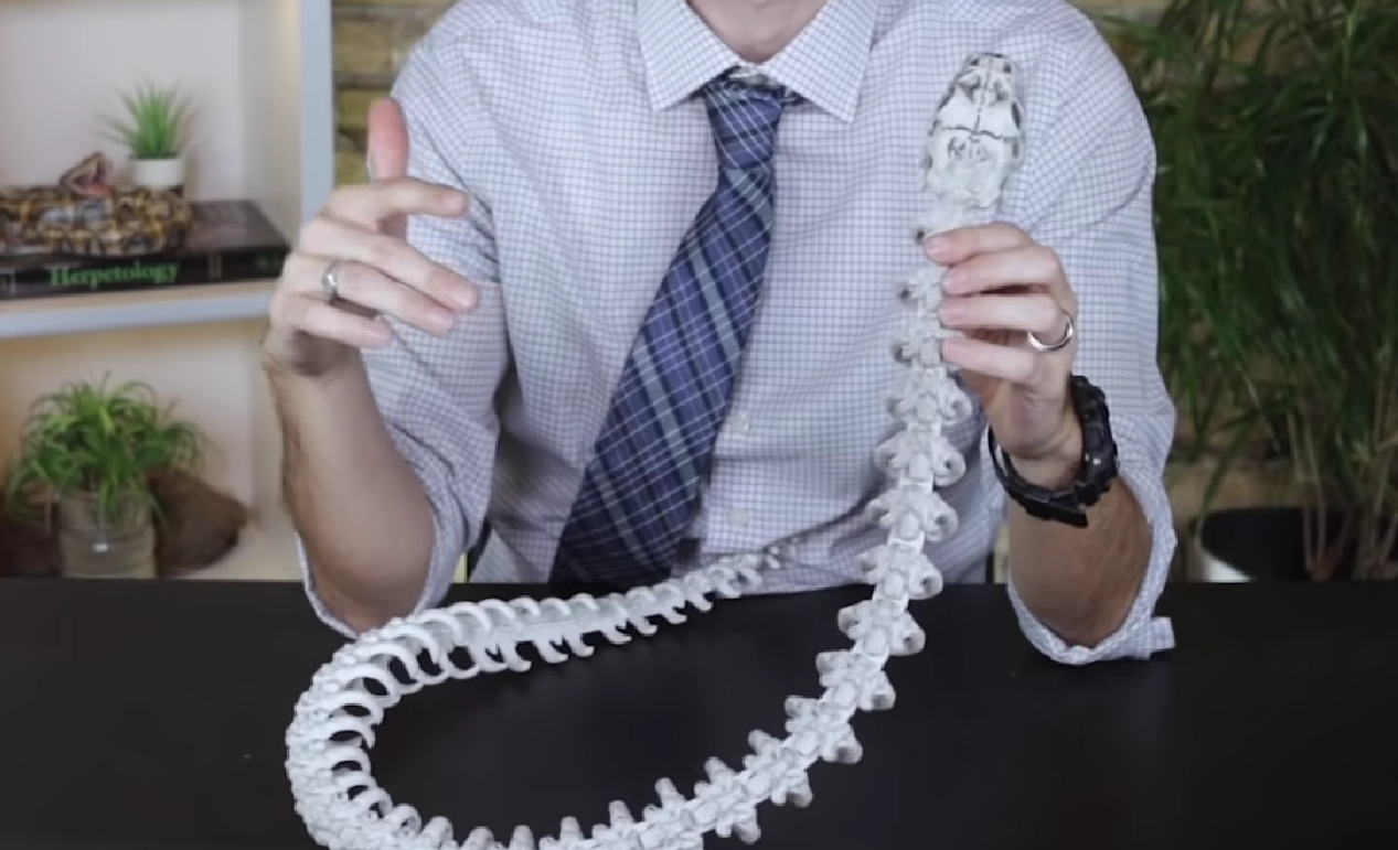 Man holding a fake snake skeleton