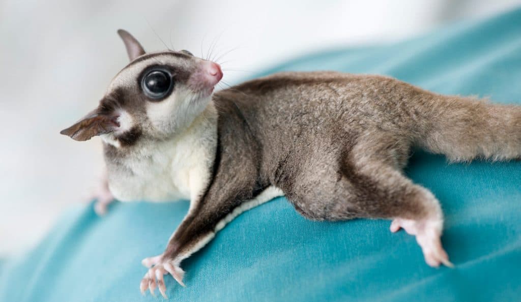 Sugar Gliders