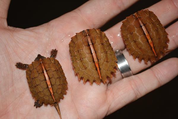 Image result for Black-Breasted Leaf Turtle