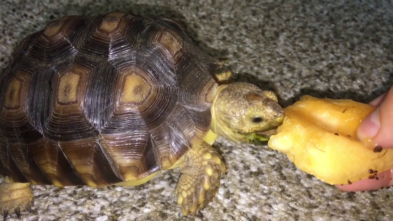 Can Tortoises Eat Cantaloupe
