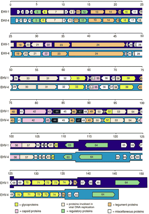 Arreglo espacial, tamaño relativo y dirección de transcripción de los 76 genes contenidos dentro de los genomas de HVE-1 y HVE-4.