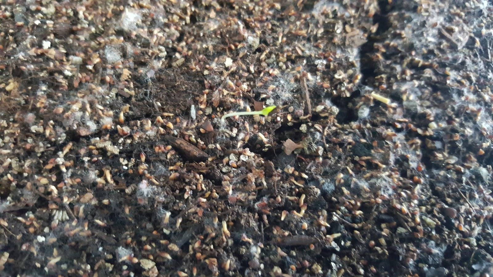 peepel bodhi seedling